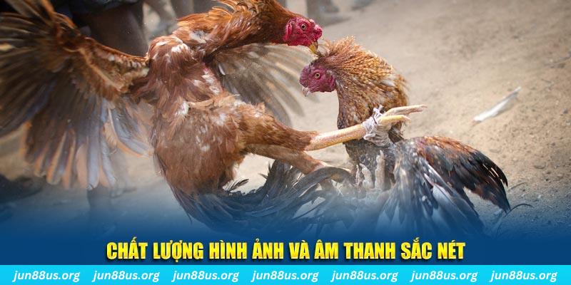 nohu78 gà chọi tiêu phong