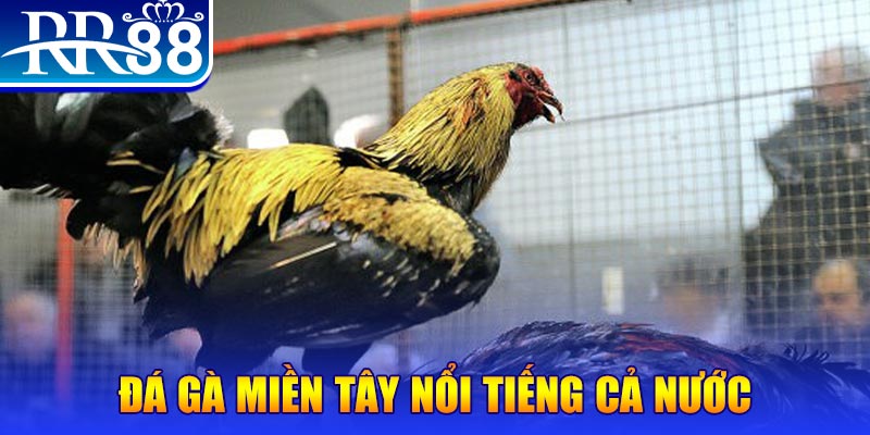nohu78 đá gà 88